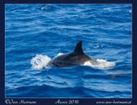 Delphinsichtung bei der Whale-Watching-Tour